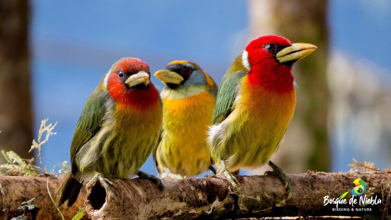 Bosque De Niebla Birding & Nature Cali Exterior photo