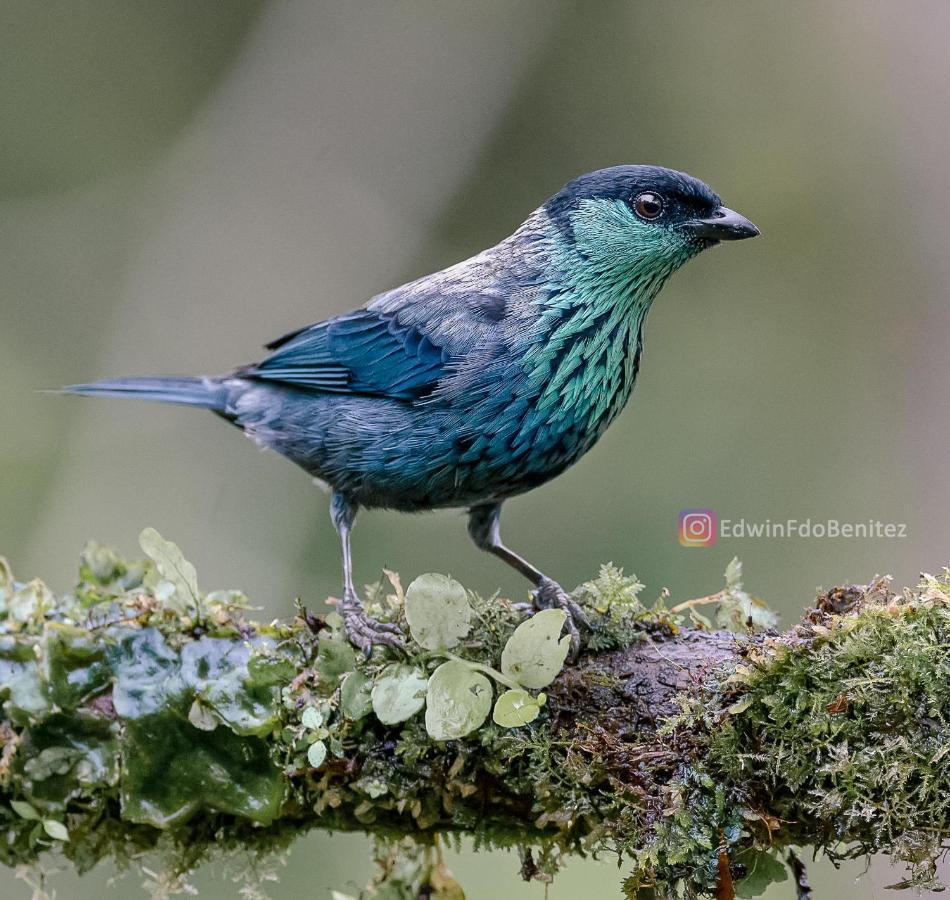 Bosque De Niebla Birding & Nature Cali Exterior photo